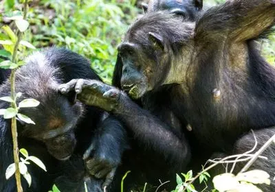One chimpanzee has its hand on the ear of another, as it peers onto the back of its neck. A third chimpanzee is in the background. One chimpanzee has its hand on the ear of another, as it peers onto the back of its neck. A third chimpanzee is in the background.